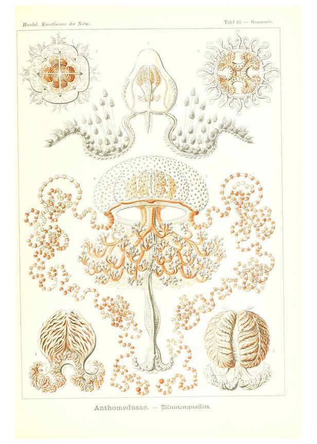Reproducción/Reproduction 6197840096: Kunstformen der Natur Leipzig und Wien :Verlag des Bibliographischen Instituts,1904