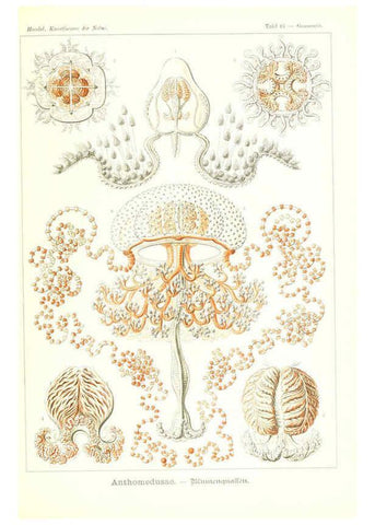 Reproducción/Reproduction 6197840096: Kunstformen der Natur Leipzig und Wien :Verlag des Bibliographischen Instituts,1904