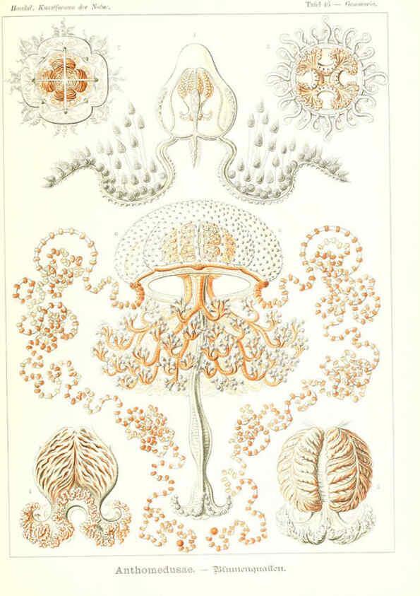 Reproducción/Reproduction 6197840096: Kunstformen der Natur Leipzig und Wien :Verlag des Bibliographischen Instituts,1904