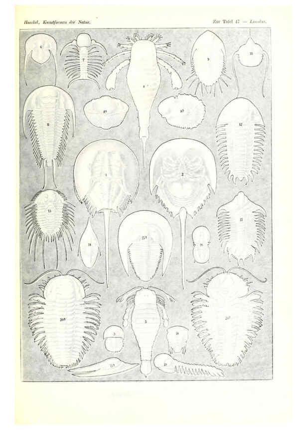 Reproducción/Reproduction 6197840248: Kunstformen der Natur Leipzig und Wien :Verlag des Bibliographischen Instituts,1904