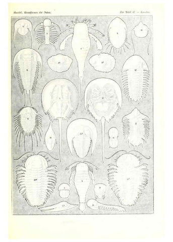 Reproducción/Reproduction 6197840248: Kunstformen der Natur Leipzig und Wien :Verlag des Bibliographischen Instituts,1904