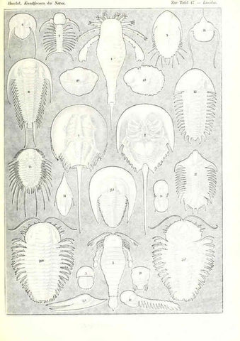 Reproducción/Reproduction 6197840248: Kunstformen der Natur Leipzig und Wien :Verlag des Bibliographischen Instituts,1904