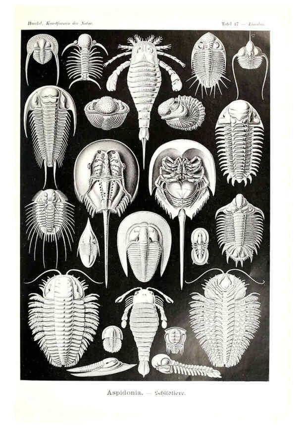 Reproducción/Reproduction 6197321043: Kunstformen der Natur Leipzig und Wien :Verlag des Bibliographischen Instituts,1904