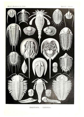 Reproducción/Reproduction 6197321043: Kunstformen der Natur Leipzig und Wien :Verlag des Bibliographischen Instituts,1904