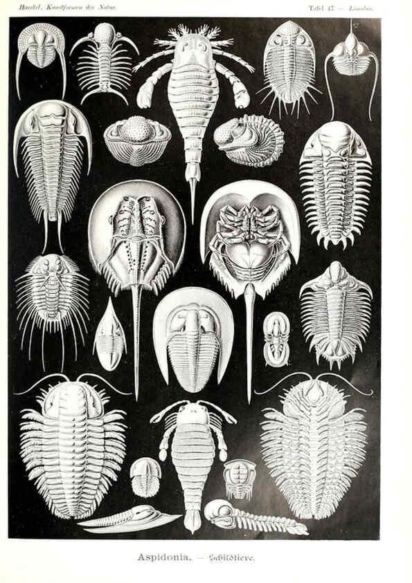 Reproducción/Reproduction 6197321043: Kunstformen der Natur Leipzig und Wien :Verlag des Bibliographischen Instituts,1904