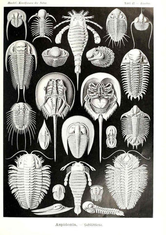Reproducción/Reproduction 6197321043: Kunstformen der Natur Leipzig und Wien :Verlag des Bibliographischen Instituts,1904