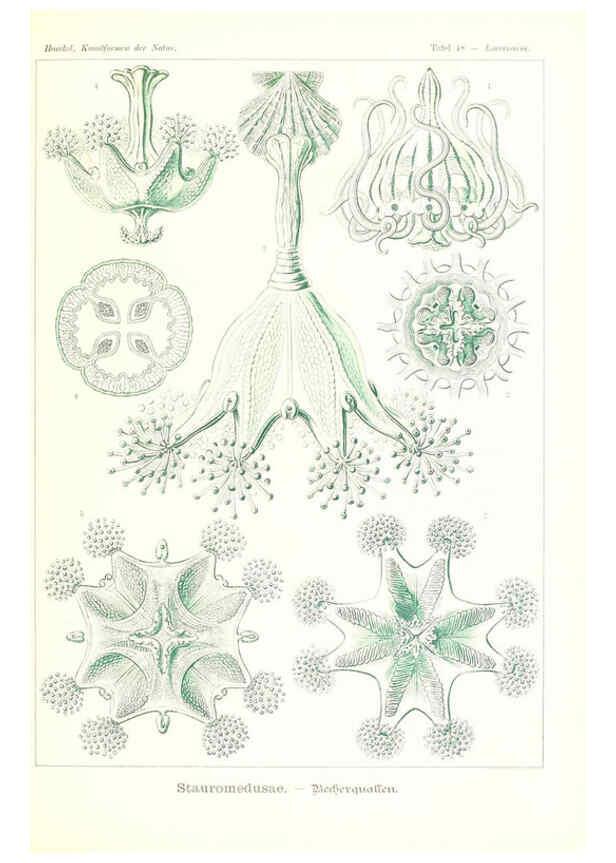 Reproducción/Reproduction 6197321211: Kunstformen der Natur Leipzig und Wien :Verlag des Bibliographischen Instituts,1904