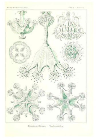 Reproducción/Reproduction 6197321211: Kunstformen der Natur Leipzig und Wien :Verlag des Bibliographischen Instituts,1904