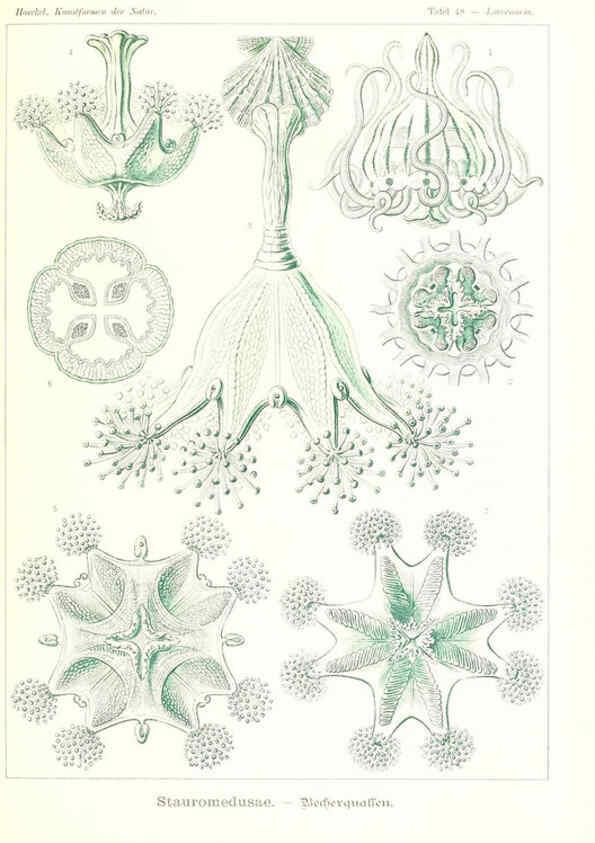 Reproducción/Reproduction 6197321211: Kunstformen der Natur Leipzig und Wien :Verlag des Bibliographischen Instituts,1904