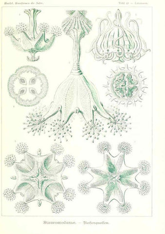 Reproducción/Reproduction 6197321211: Kunstformen der Natur Leipzig und Wien :Verlag des Bibliographischen Instituts,1904