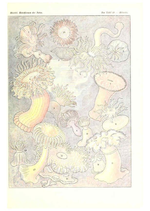 Reproducción/Reproduction 6197321353: Kunstformen der Natur Leipzig und Wien :Verlag des Bibliographischen Instituts,1904