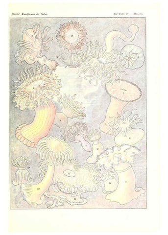 Reproducción/Reproduction 6197321353: Kunstformen der Natur Leipzig und Wien :Verlag des Bibliographischen Instituts,1904