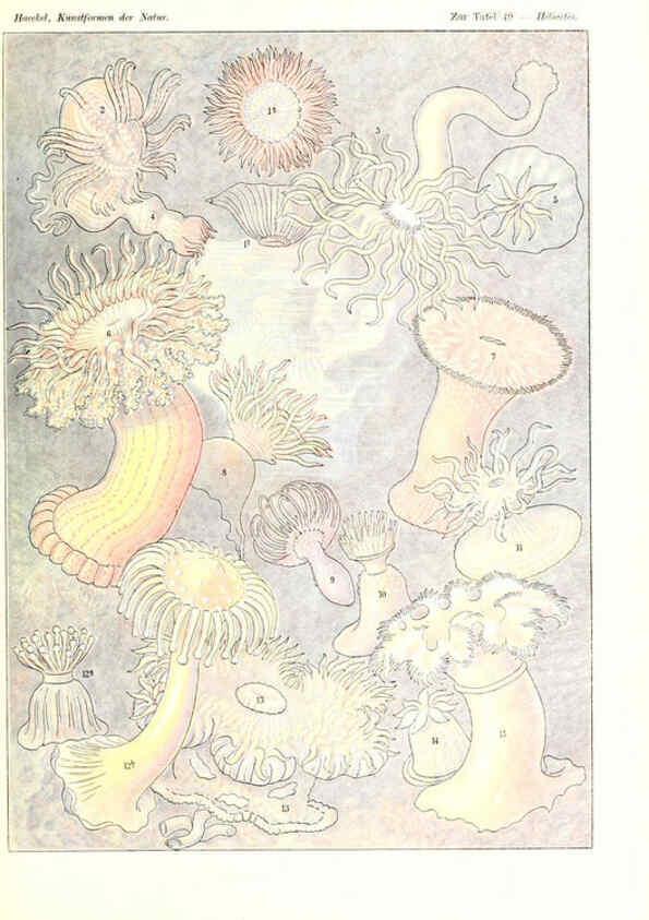Reproducción/Reproduction 6197321353: Kunstformen der Natur Leipzig und Wien :Verlag des Bibliographischen Instituts,1904
