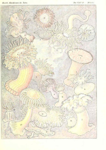 Reproducción/Reproduction 6197321353: Kunstformen der Natur Leipzig und Wien :Verlag des Bibliographischen Instituts,1904