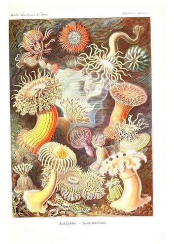 Reproducción/Reproduction 6197840800: Kunstformen der Natur Leipzig und Wien :Verlag des Bibliographischen Instituts,1904