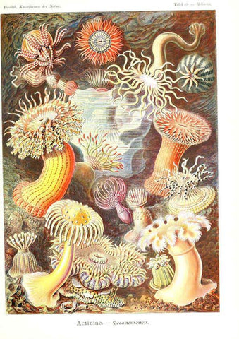 Reproducción/Reproduction 6197840800: Kunstformen der Natur Leipzig und Wien :Verlag des Bibliographischen Instituts,1904