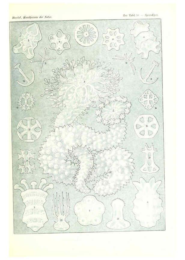 Reproducción/Reproduction 6197321753: Kunstformen der Natur Leipzig und Wien :Verlag des Bibliographischen Instituts,1904