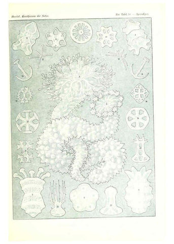 Reproducción/Reproduction 6197321753: Kunstformen der Natur Leipzig und Wien :Verlag des Bibliographischen Instituts,1904