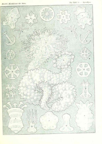 Reproducción/Reproduction 6197321753: Kunstformen der Natur Leipzig und Wien :Verlag des Bibliographischen Instituts,1904