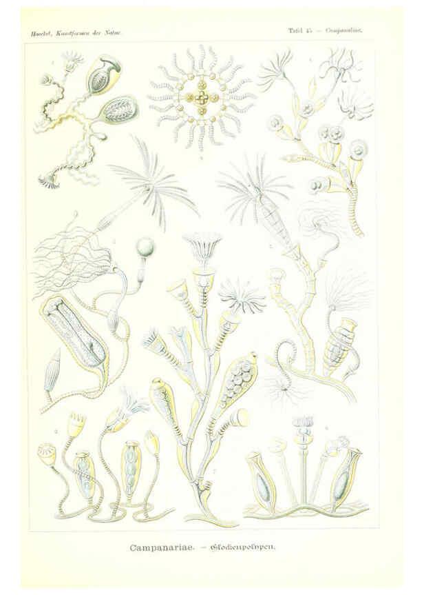Reproducción/Reproduction 6197320653: Kunstformen der Natur Leipzig und Wien :Verlag des Bibliographischen Instituts,1904