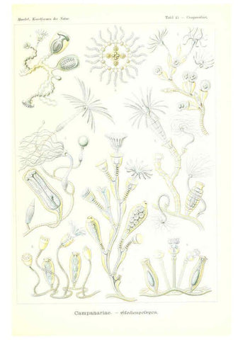 Reproducción/Reproduction 6197320653: Kunstformen der Natur Leipzig und Wien :Verlag des Bibliographischen Instituts,1904