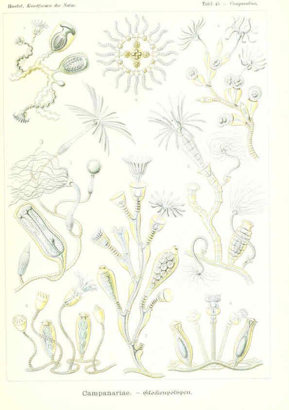 Reproducción/Reproduction 6197320653: Kunstformen der Natur Leipzig und Wien :Verlag des Bibliographischen Instituts,1904