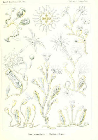 Reproducción/Reproduction 6197320653: Kunstformen der Natur Leipzig und Wien :Verlag des Bibliographischen Instituts,1904