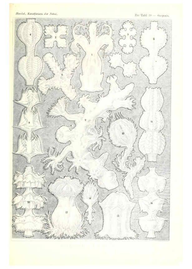 Reproducción/Reproduction 6197838772: Kunstformen der Natur Leipzig und Wien :Verlag des Bibliographischen Instituts,1904