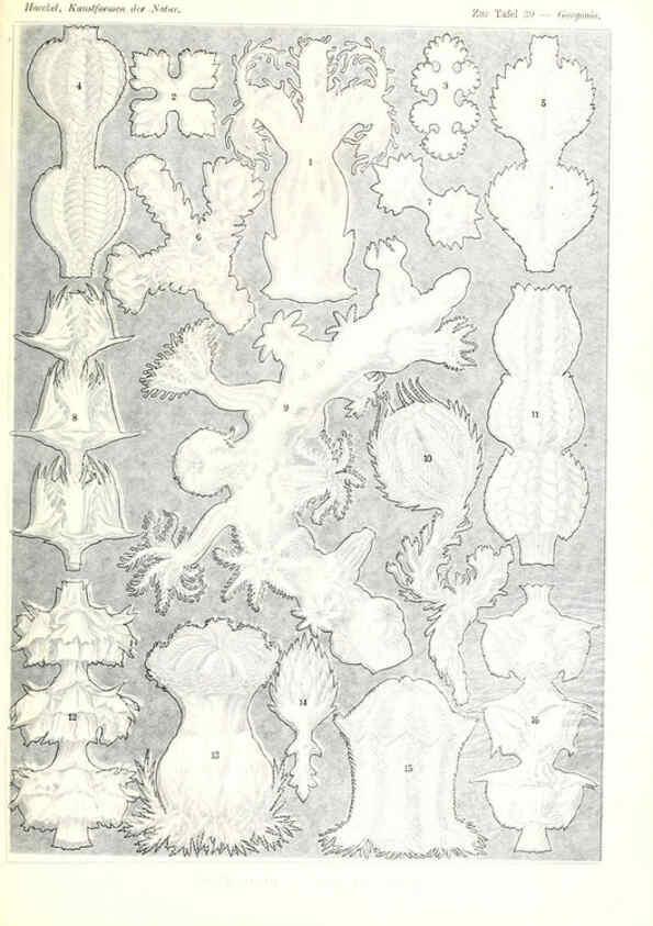 Reproducción/Reproduction 6197838772: Kunstformen der Natur Leipzig und Wien :Verlag des Bibliographischen Instituts,1904