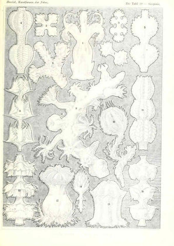 Reproducción/Reproduction 6197838772: Kunstformen der Natur Leipzig und Wien :Verlag des Bibliographischen Instituts,1904