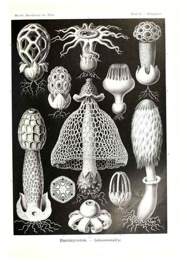 Reproducción/Reproduction 6197843960: Kunstformen der Natur Leipzig und Wien :Verlag des Bibliographischen Instituts,1904