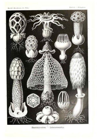 Reproducción/Reproduction 6197843960: Kunstformen der Natur Leipzig und Wien :Verlag des Bibliographischen Instituts,1904