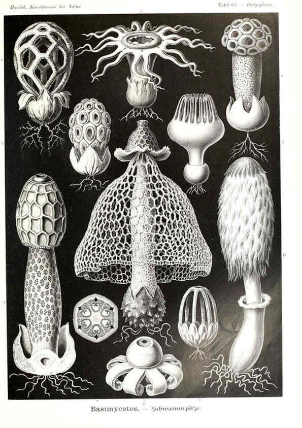 Reproducción/Reproduction 6197843960: Kunstformen der Natur Leipzig und Wien :Verlag des Bibliographischen Instituts,1904