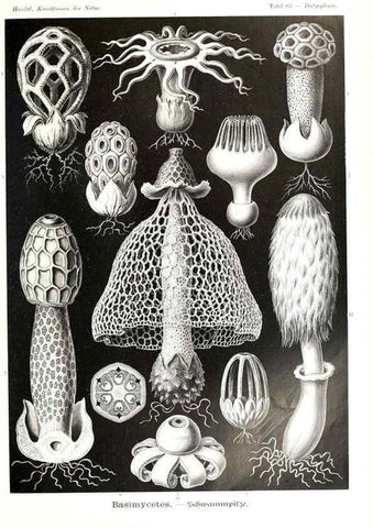 Reproducción/Reproduction 6197843960: Kunstformen der Natur Leipzig und Wien :Verlag des Bibliographischen Instituts,1904