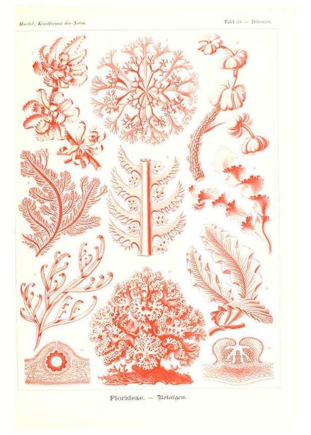 Reproducción/Reproduction 6197844266: Kunstformen der Natur Leipzig und Wien :Verlag des Bibliographischen Instituts,1904