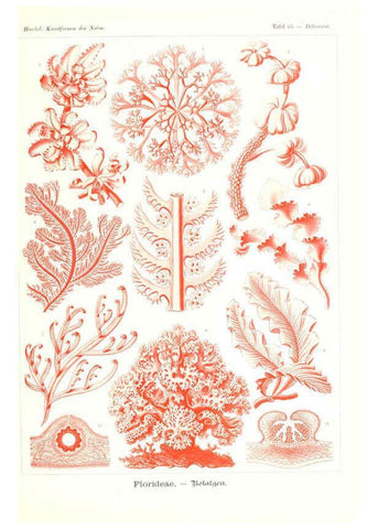 Reproducción/Reproduction 6197844266: Kunstformen der Natur Leipzig und Wien :Verlag des Bibliographischen Instituts,1904