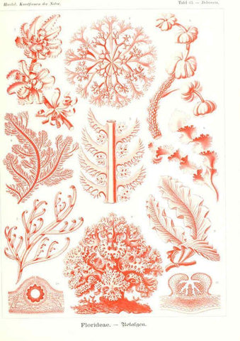 Reproducción/Reproduction 6197844266: Kunstformen der Natur Leipzig und Wien :Verlag des Bibliographischen Instituts,1904