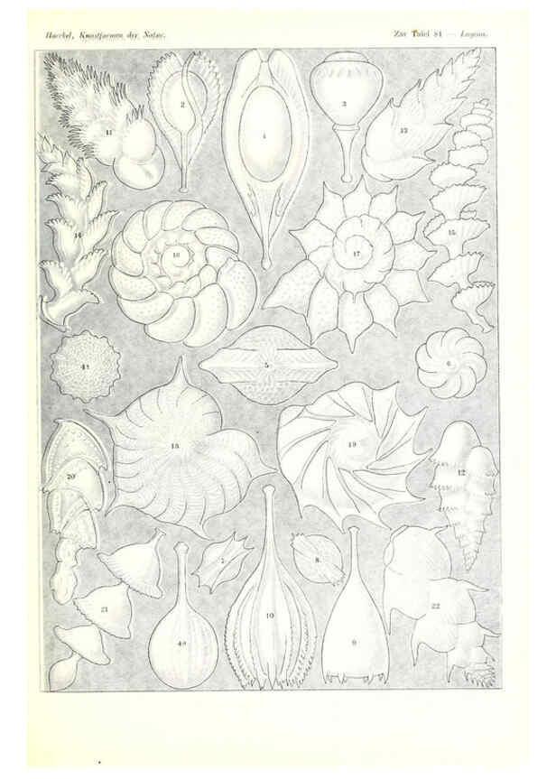 Reproducción/Reproduction 6197850662: Kunstformen der Natur Leipzig und Wien :Verlag des Bibliographischen Instituts,1904
