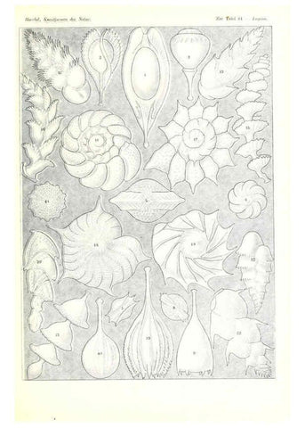 Reproducción/Reproduction 6197850662: Kunstformen der Natur Leipzig und Wien :Verlag des Bibliographischen Instituts,1904
