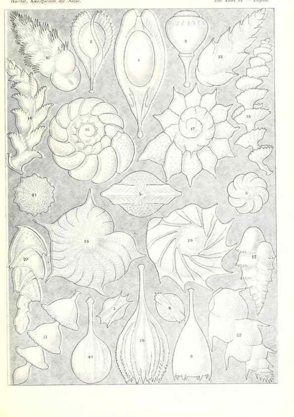 Reproducción/Reproduction 6197850662: Kunstformen der Natur Leipzig und Wien :Verlag des Bibliographischen Instituts,1904