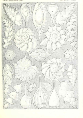 Reproducción/Reproduction 6197850662: Kunstformen der Natur Leipzig und Wien :Verlag des Bibliographischen Instituts,1904