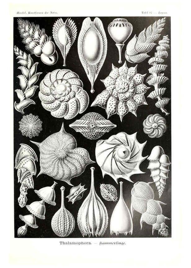 Reproducción/Reproduction 6197331383: Kunstformen der Natur Leipzig und Wien :Verlag des Bibliographischen Instituts,1904