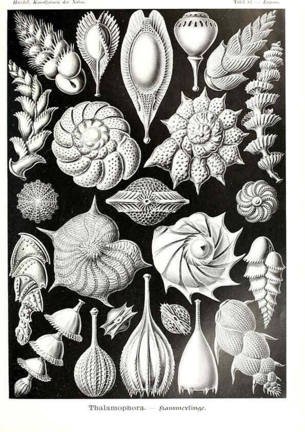 Reproducción/Reproduction 6197331383: Kunstformen der Natur Leipzig und Wien :Verlag des Bibliographischen Instituts,1904