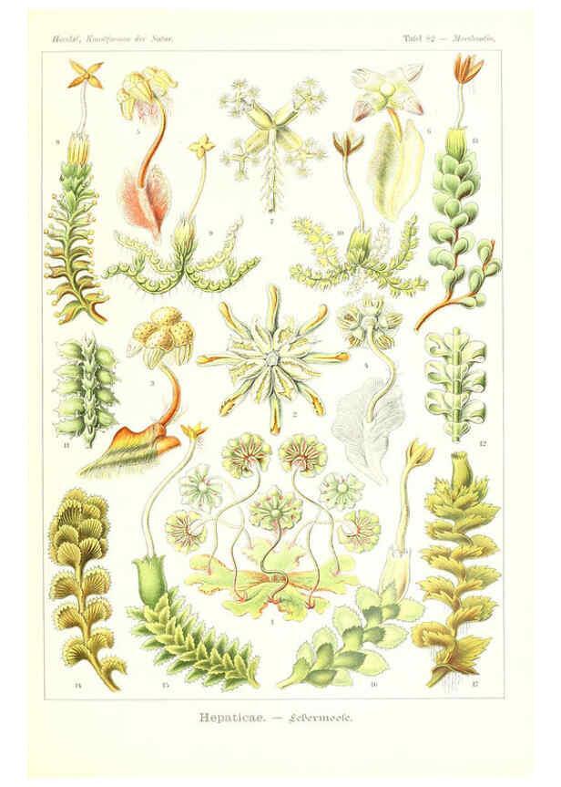 Reproducción/Reproduction 6197850996: Kunstformen der Natur Leipzig und Wien :Verlag des Bibliographischen Instituts,1904
