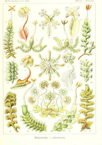 Reproducción/Reproduction 6197850996: Kunstformen der Natur Leipzig und Wien :Verlag des Bibliographischen Instituts,1904