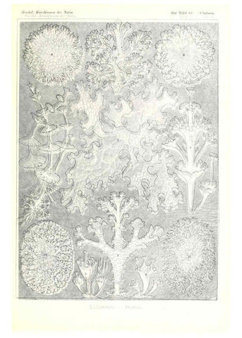 Reproducción/Reproduction 6197331695: Kunstformen der Natur Leipzig und Wien :Verlag des Bibliographischen Instituts,1904