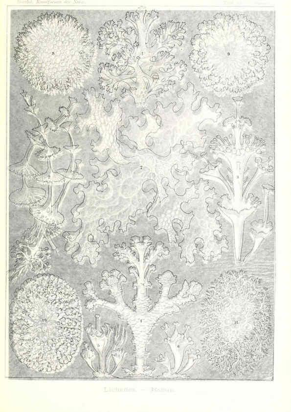 Reproducción/Reproduction 6197331695: Kunstformen der Natur Leipzig und Wien :Verlag des Bibliographischen Instituts,1904