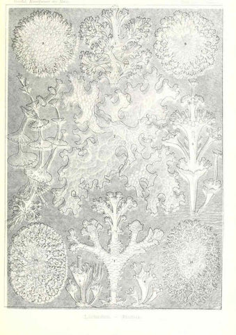 Reproducción/Reproduction 6197331695: Kunstformen der Natur Leipzig und Wien :Verlag des Bibliographischen Instituts,1904