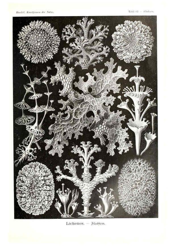 Reproducción/Reproduction 6197851276: Kunstformen der Natur Leipzig und Wien :Verlag des Bibliographischen Instituts,1904