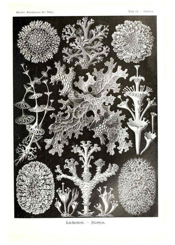 Reproducción/Reproduction 6197851276: Kunstformen der Natur Leipzig und Wien :Verlag des Bibliographischen Instituts,1904